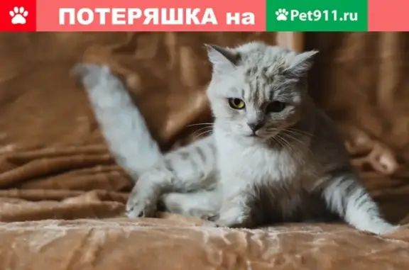 Найдена худая кошка на ул. Сахалинская, 1