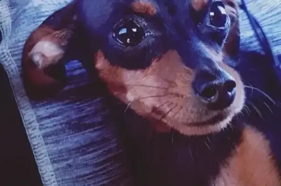 Собаки потеряшки, Калининград, фото: Потеряшка той-терьер на улице Олега Кошевого, 15