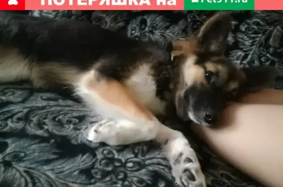 Пропала собака Жуля на улице Ивановского, 16