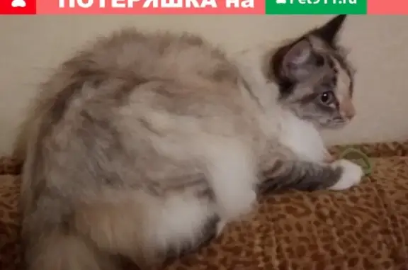 Пропала кошка Алиса в Барнауле