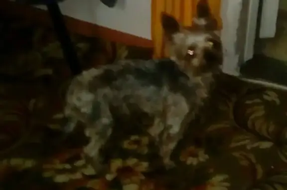 Собака найдена на Сочинской, район Говорова.