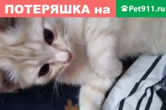 Найден котенок на Чайковского, 7