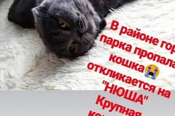 Пропала кошка Нюша в Кропоткине (вознаграждение)