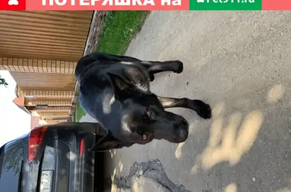 Найдена собака в Лукино, Московская область