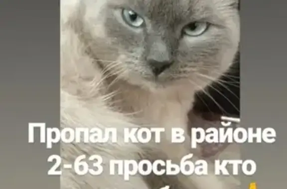Пропала кошка в Железногорск-Илимском районе, вознаграждение 5000.
