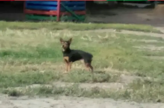 Найдена собака в Барнауле, ищем хозяина!