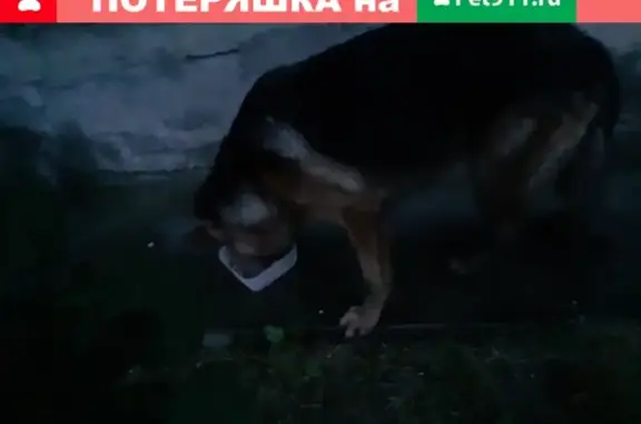 Собака овчарки найдена в Абакане на ул. Журавлева.