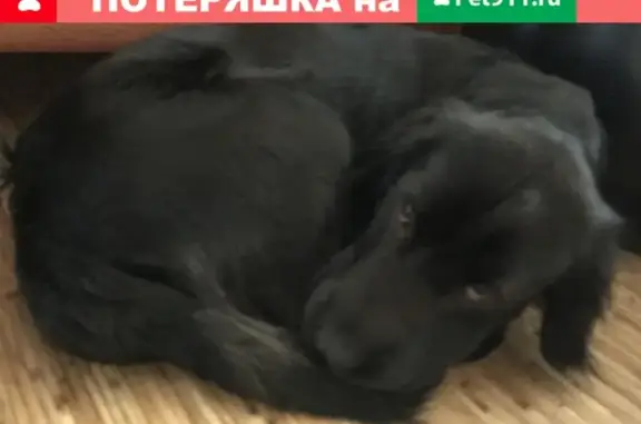 Найдена собака в Петропавловске: мальчик-спаниель, чёрный окрас, ищет хозяев.
