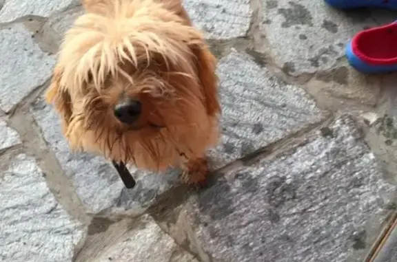 Найдена собака в Балашихе, ищем хозяина