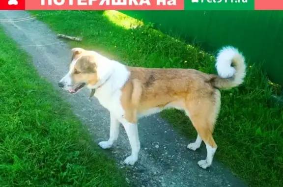 Найден беспородный пёс в Конаковском районе, Тверская область.