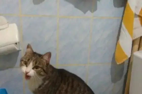 Найдена кошка на ул. Шишкова в Томске