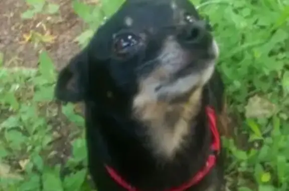 Собаки потеряшки, Москва, фото: Потеряшка собака на Зеленодольской, дом 27к1