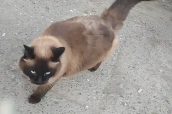 Потерянный домашний кот на улице Свердлова 56-30 в Екатеринбурге