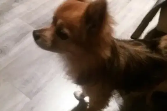 Найдена собака в Красногвардейском районе СПб