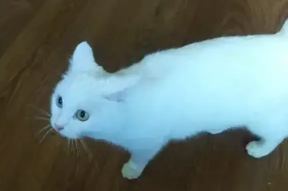 Найдена кошка на Летчика Демьянова