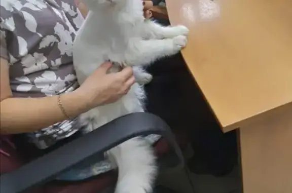 Найден белый кот в районе Сортировки, Екатеринбург