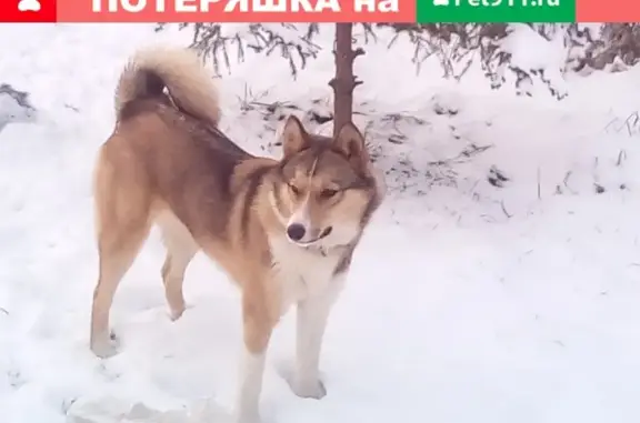 Пропала лайка в Долгой ниве, Ивангород, Ленобласть.