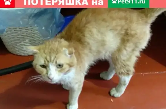 Пропал кот Рыжик с ул. Карпово, возраст 5 лет