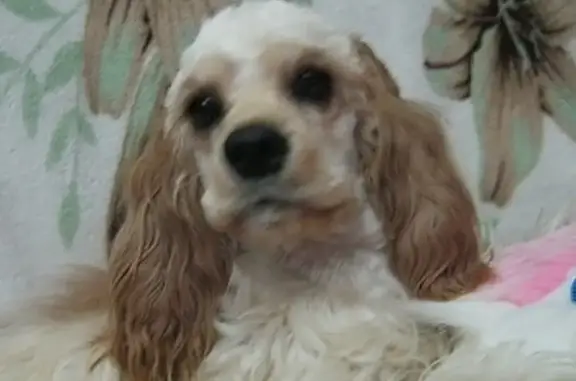 Пропала собака Марго в Шахтах, Ростовская область