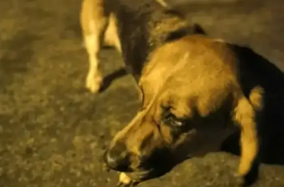 Найдена собака в Дагомысе, порода БАССЕТ