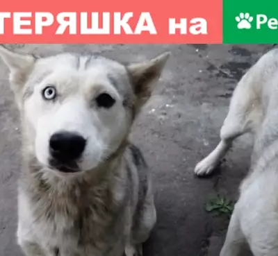 Пропала собака Луна/Лунтик, гетерохромия, район Октябрьская-Коллантаевский, Ростовская область.
