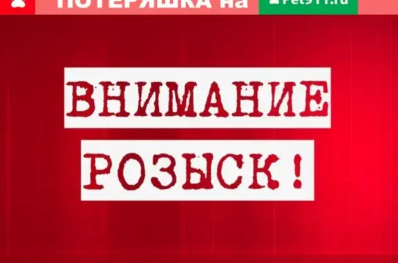 Пропал кот Мелкий, район парка Текстильщиков, Тверь