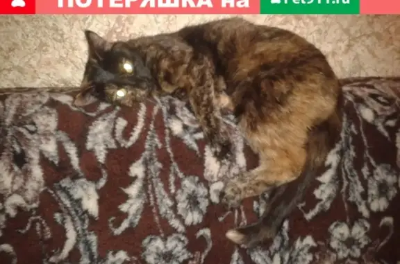 Пропала кошка в Нижнем Тагиле, центр, район кафе Айвенго