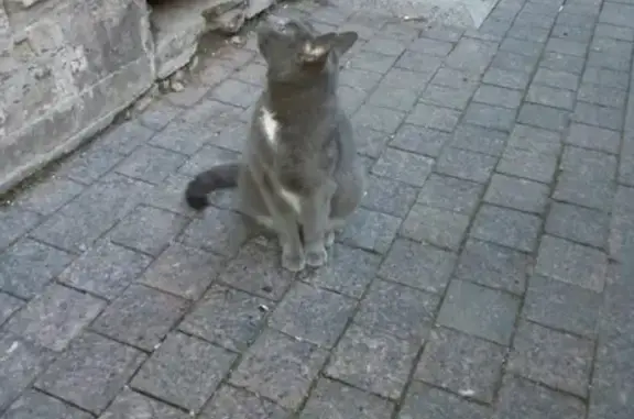 Найдена ручная беременная кошка в центре СПб
