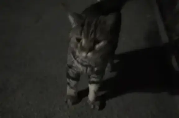 Найдена кошка в Самаре, ул. Дзержинского 3