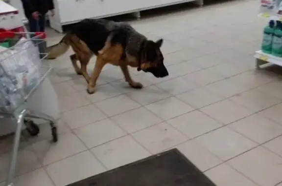 Найдена собака с клеймом в Архангельске