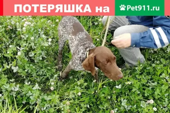 Собака найдена в Мурино, СПб: коричневый курцхаар.