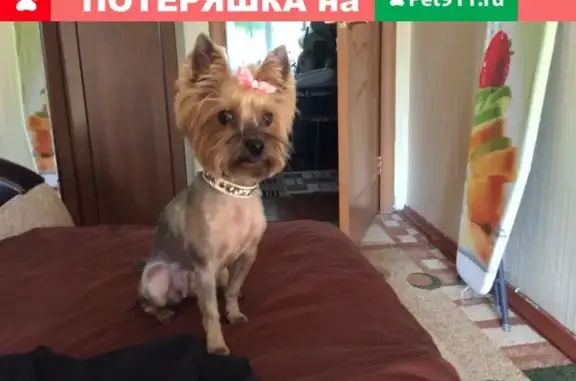 Найдена собака-йорк в селе Непецино, Московская область