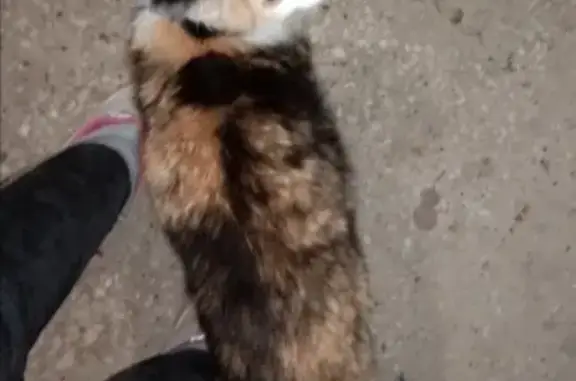 Найдена трехцветная кошка в районе Пионергоры, ищем хозяев