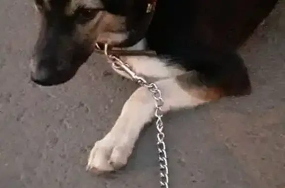 Найден щенок в Норильске, Красноярский край