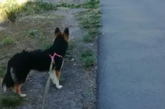 Пропала собака в районе Ивановского, Бактин (Жуля)