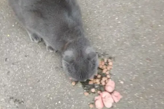 Найдена кошка в Домодедово, МО