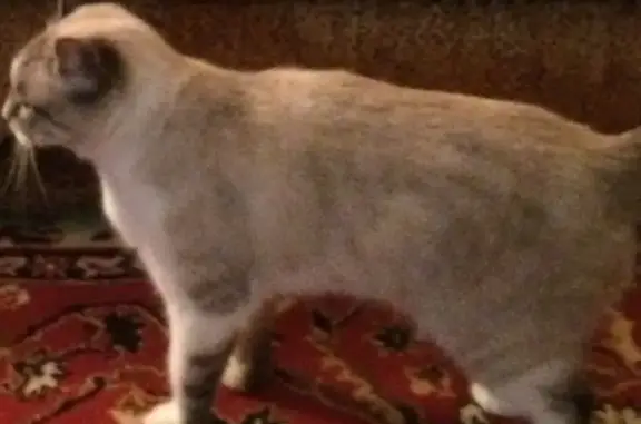 Пропала кошка в Волжском, Республика Марий Эл