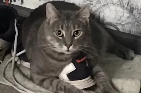 Кошки потеряшки, Санкт-Петербург, фото: Потеряшка кошка на Ветеранов 139, срочно ищем Кузю!