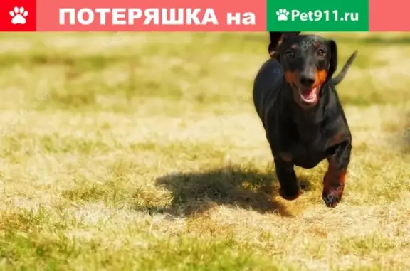 Найдена собака на Краснодонской, м. Волжская