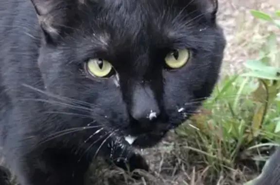 Пропала черная кошка в районе Цветов Алтая, помогите найти!