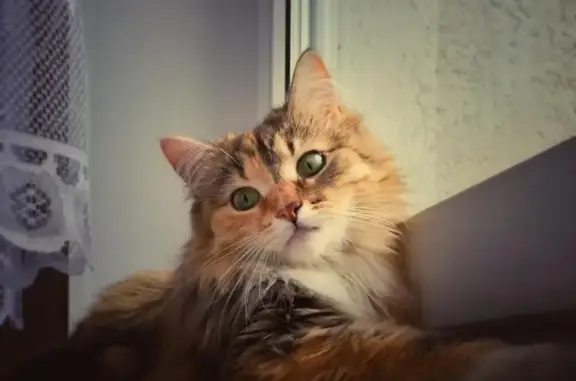 Кошки потеряшки, Москва, фото: Потеряшка кошка ШУНЯ, Москва, Ереванская улица, 25