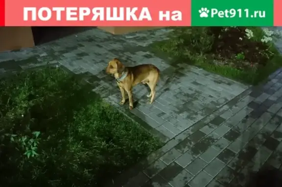 Потерянная собака в Калининграде на Тихорецкой