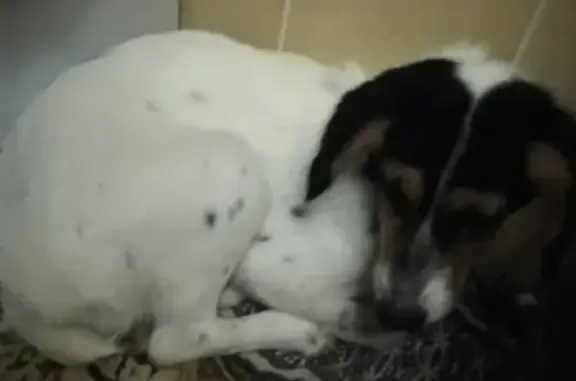 Найдена собака на берегу Камы в Соликамске