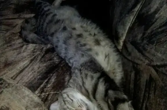 Пропал кот Филя в Черногорске, дом 25