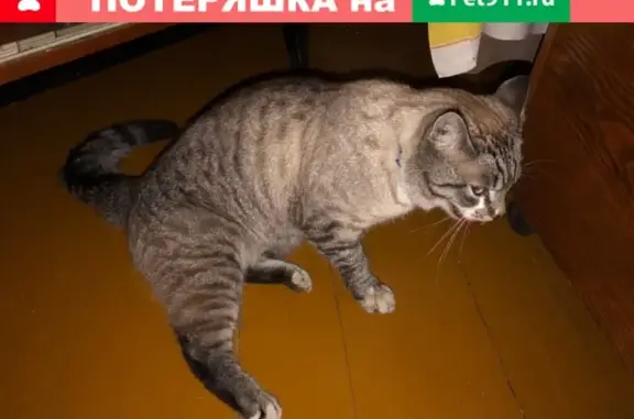 Сбита кошка на ул. Карельской в Сортавале