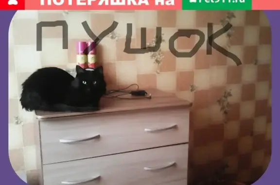 Пропал черный кот с белым пятном на груди на Горького 35, Ревда.