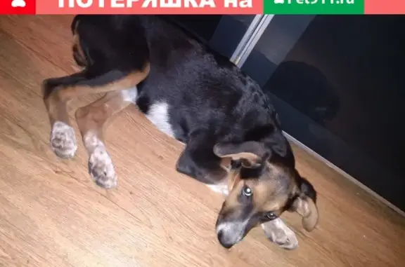 Найден щенок на ул. Крупской, район 