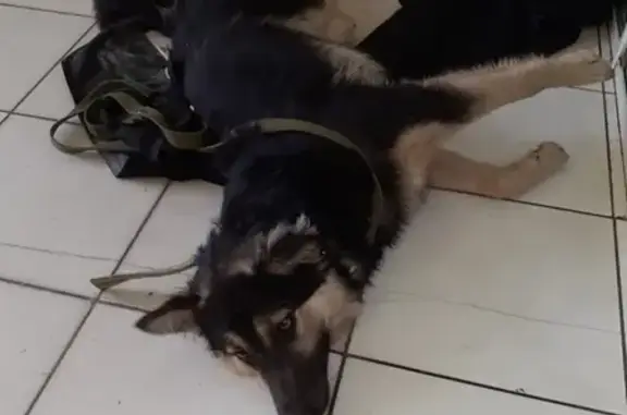 Найдена сбитая собака в Сургуте, ищем хозяина
