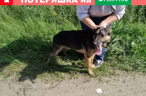 Найдена собака в Новом Девяткино, ищем хозяев