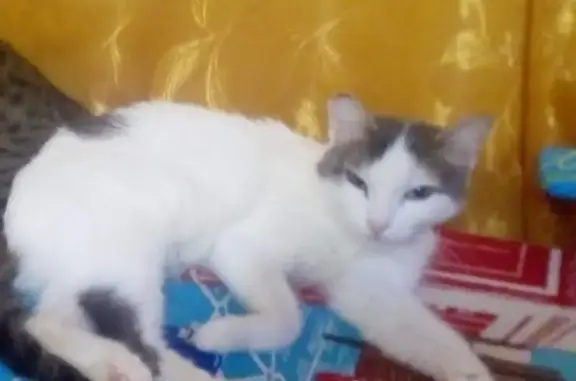 Пропала кошка Ася в районе кедра, Новоуральск